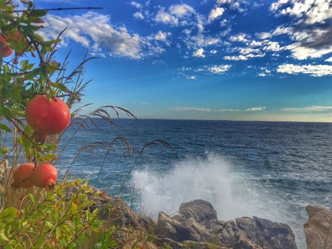 Совсем дикий гранат.