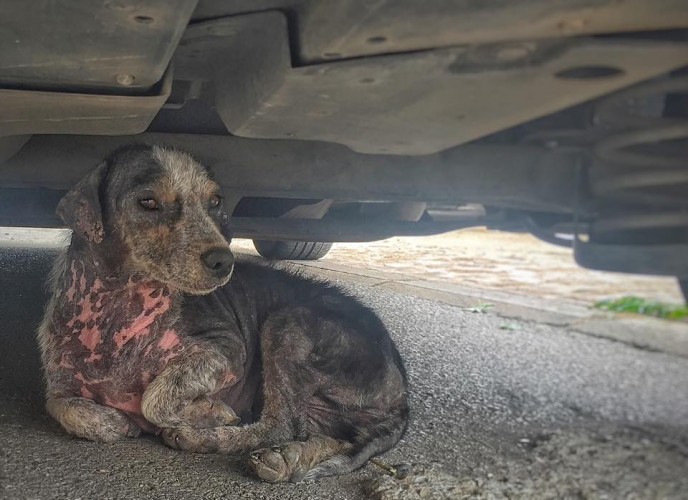 Грустный собак