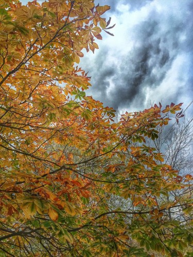 Каштановая осень.