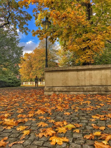 Золотые поЛлитра осени.