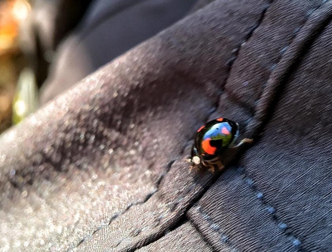 Коровка божия на Божедае