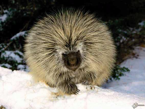 Человек Человеку Дикобраз. Вместе колко - порознь холодно.