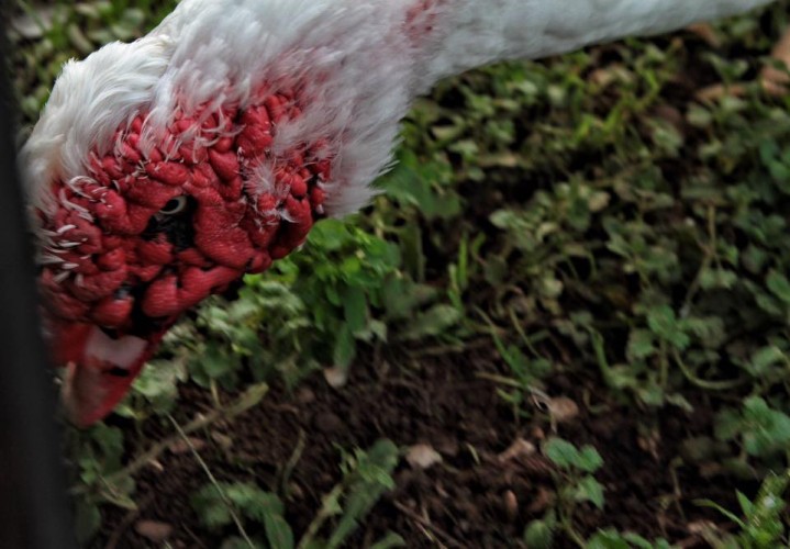 Частичная нормальность - уже хорошо. Лишь бы норма не была перевыполнена.