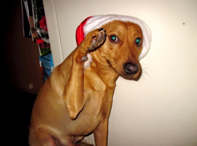 Старость - это когда у вашей собаки есть шанс вас пережить...